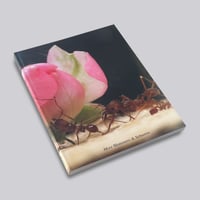 Blommers & Schumm / More