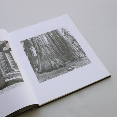 Klaus Merkel / Trees like Stones