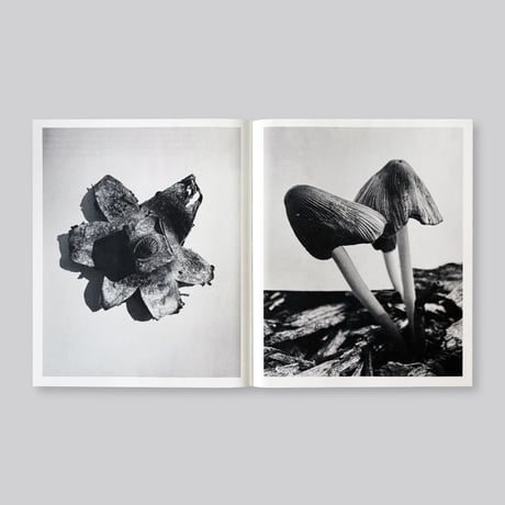 Ying Ang / Fruiting Bodies