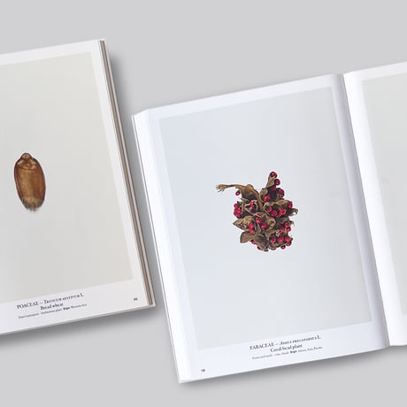 Thierry Ardouin / Seed Stories