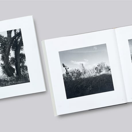 Robert Adams / Cottonwoods