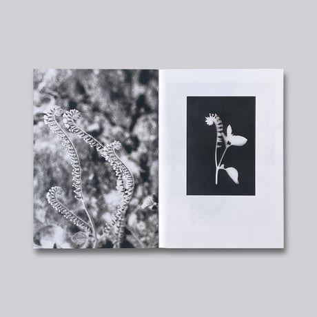 Jochen Lempert / Local Ecology. Kastellorizo