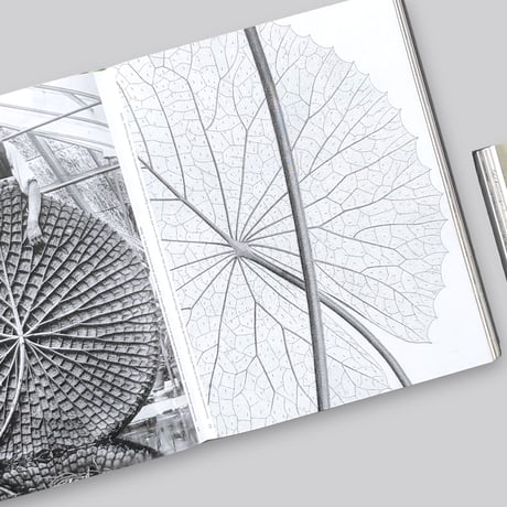 Botanical : Observing Beauty
