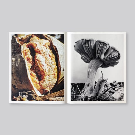 Ying Ang / Fruiting Bodies