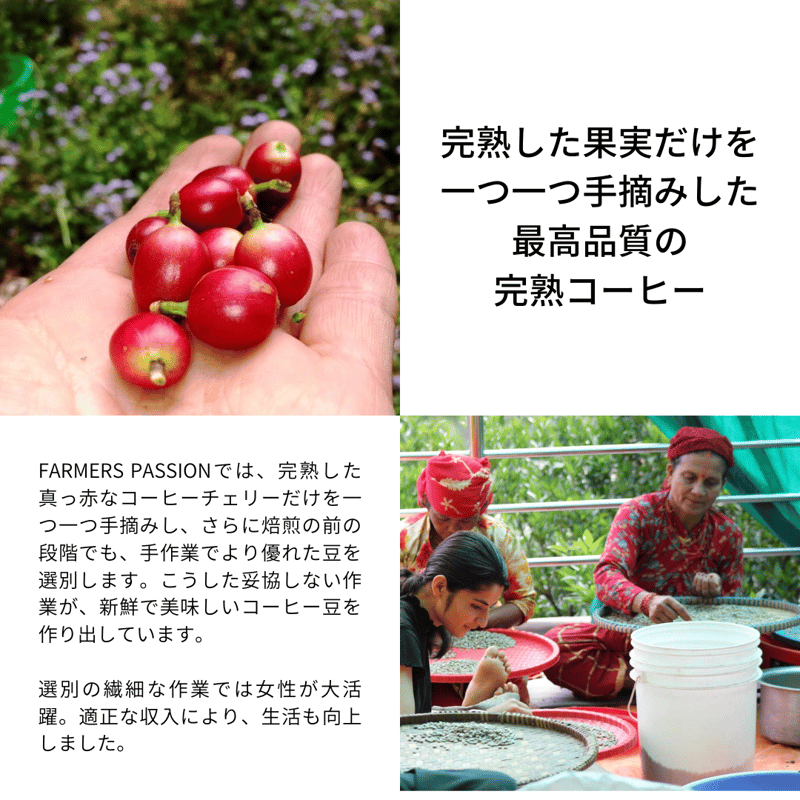【コーヒー生豆】1.5kg/４種合計6kg ※送料無料 楽天市場】ZX（コーヒー豆｜コーヒー）：水・ソフトドリンクの通販