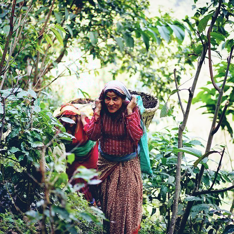 8種のスパイスセット | ネパール珈琲 ファーマーズパッション