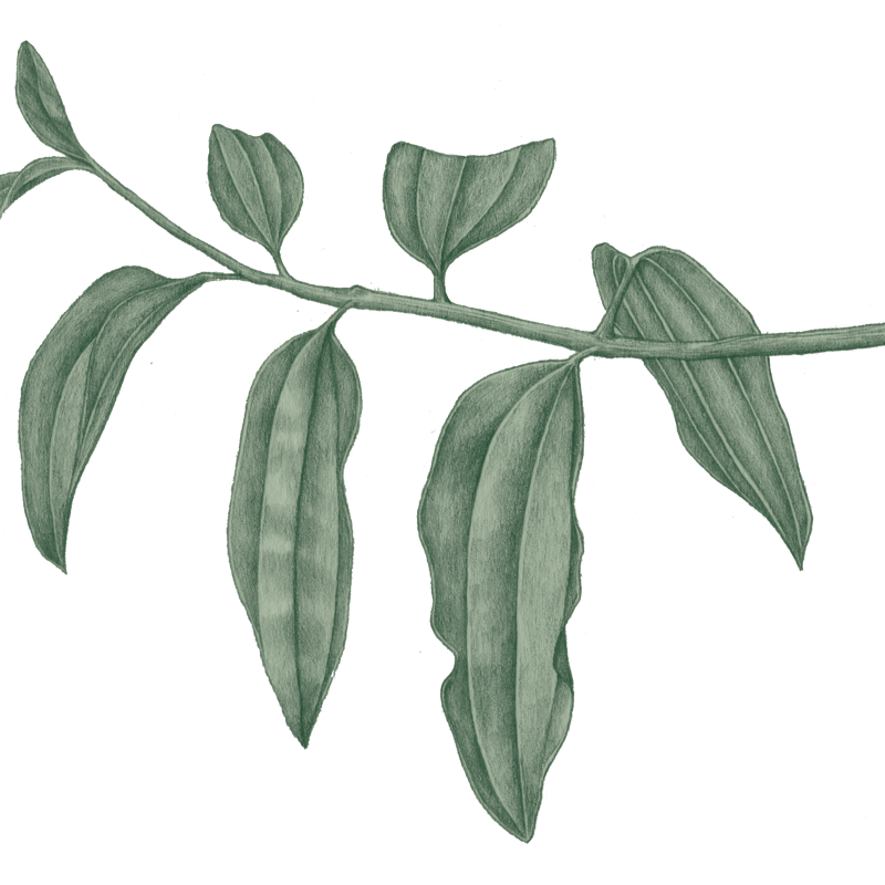 シナモンシュガー（カシア） | ネパール珈琲 ファーマーズパッション