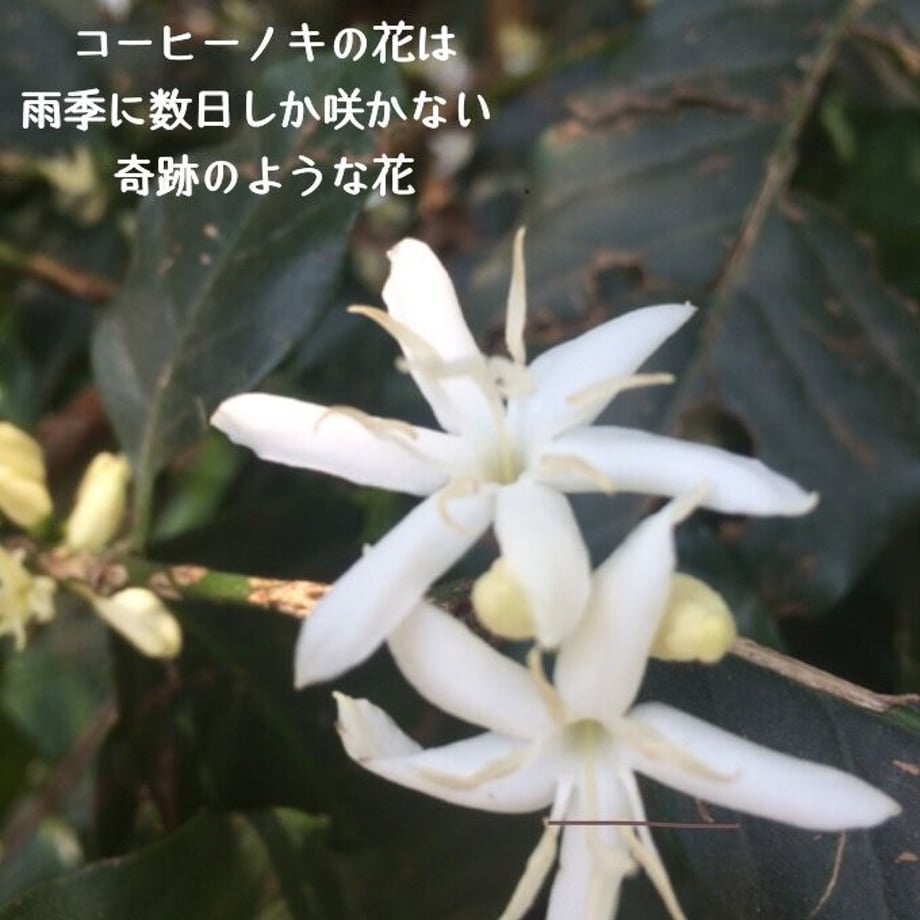 5bbcb32750bbc33a37001c85