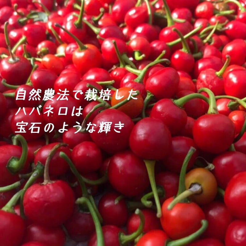 チリペッパー（ハバネロ入り） | ネパール珈琲 ファーマーズパッション