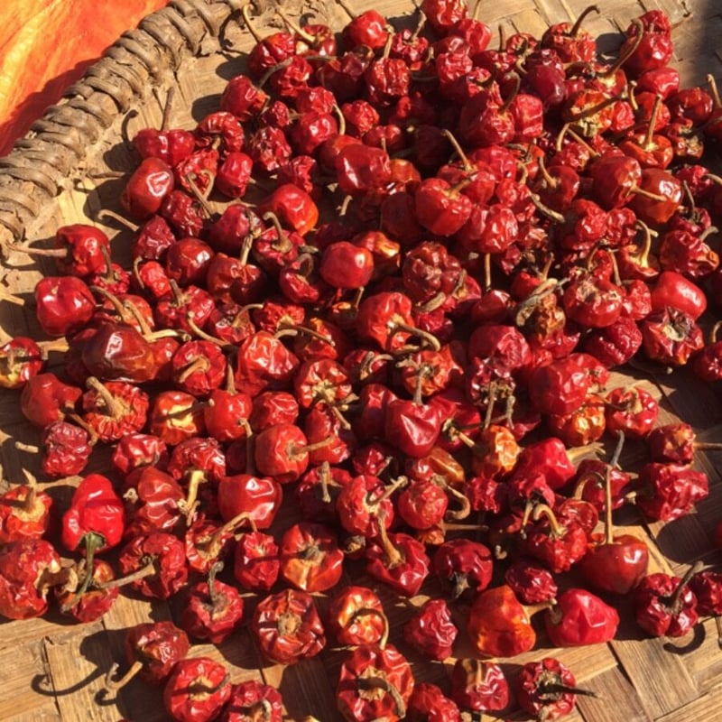 チリペッパー（ハバネロ入り） | ネパール珈琲 ファーマーズパッション