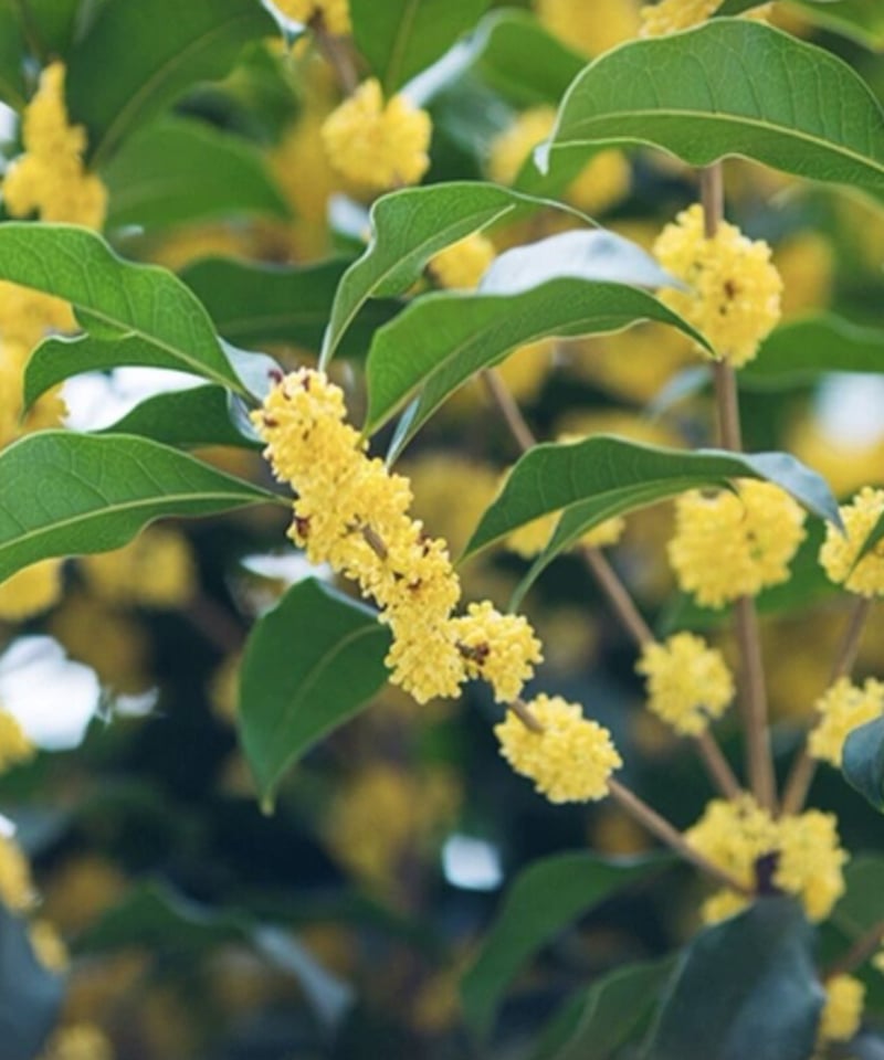 F005 花茶「金桂花茶」 | 中国茶専門店GUDDI