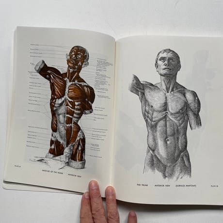 AN ATLAS OF ANATOMY FOR ARTISTS
