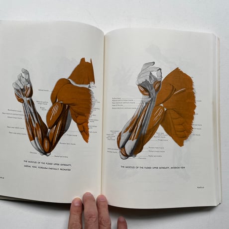 AN ATLAS OF ANATOMY FOR ARTISTS