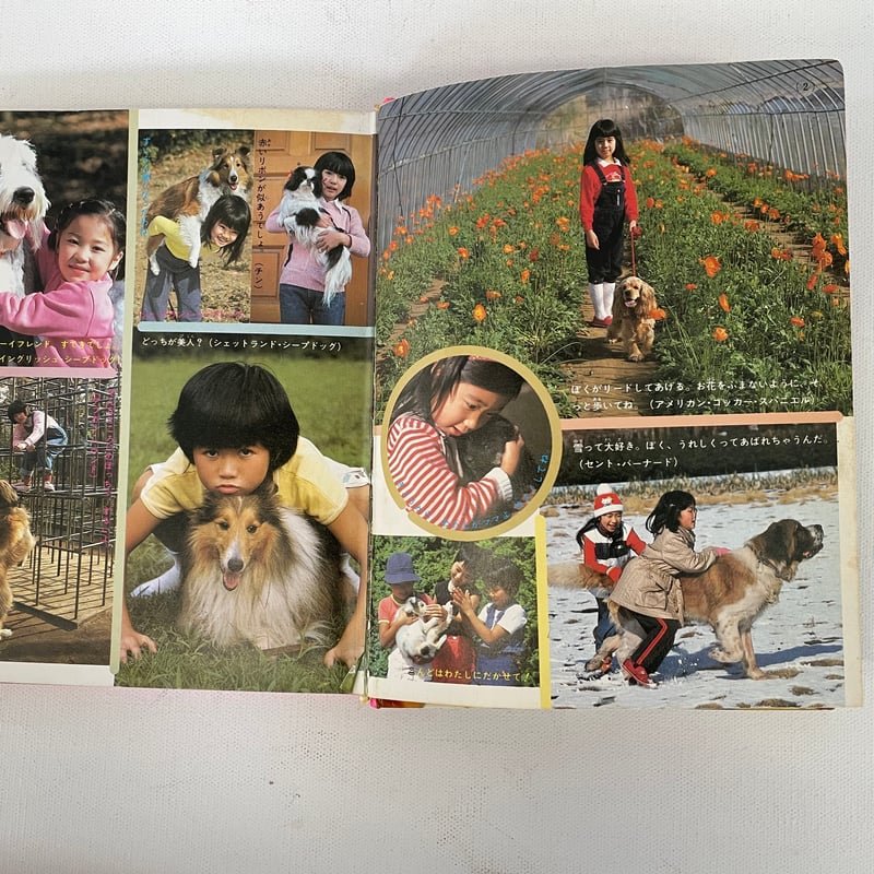 【 超SS級 お宝品 】小学館 ミニレディ百科 ㉚ かわいいイヌ かわいいイヌ | 古書まどそら堂