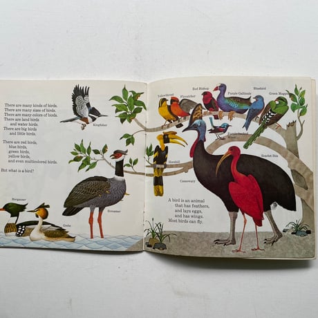 What is a Bird?