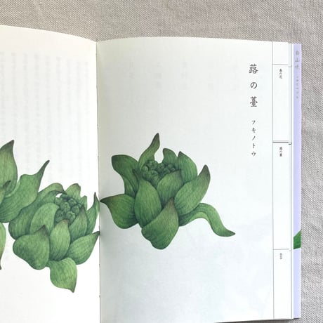 梨木香歩｜野山花花図譜