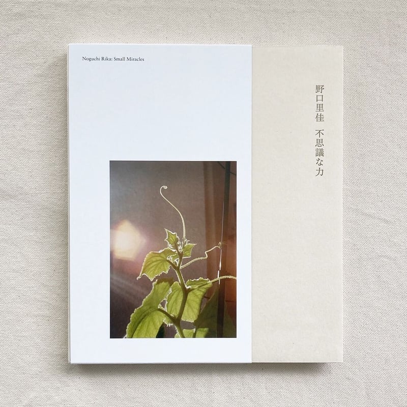 野口里佳｜不思議な力 | 曲線