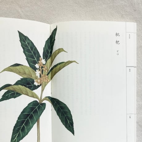 梨木香歩｜野山花花図譜