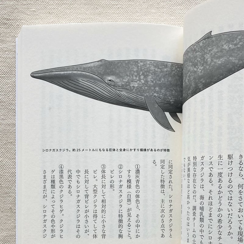 田島木綿子｜海獣学者、クジラを解剖する。 | 曲線