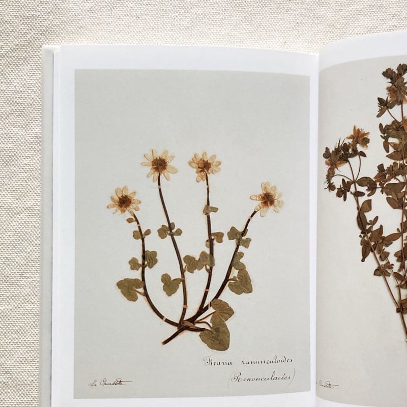 ポール・ヴァーゼン＋堀江敏幸｜ポールヴァーゼンの植物標本 | 曲線