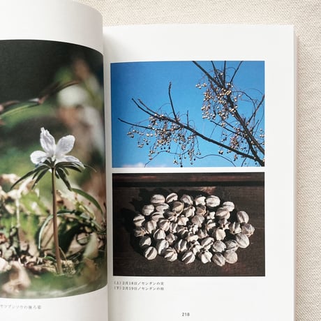 鈴木純｜冬の植物観察日記