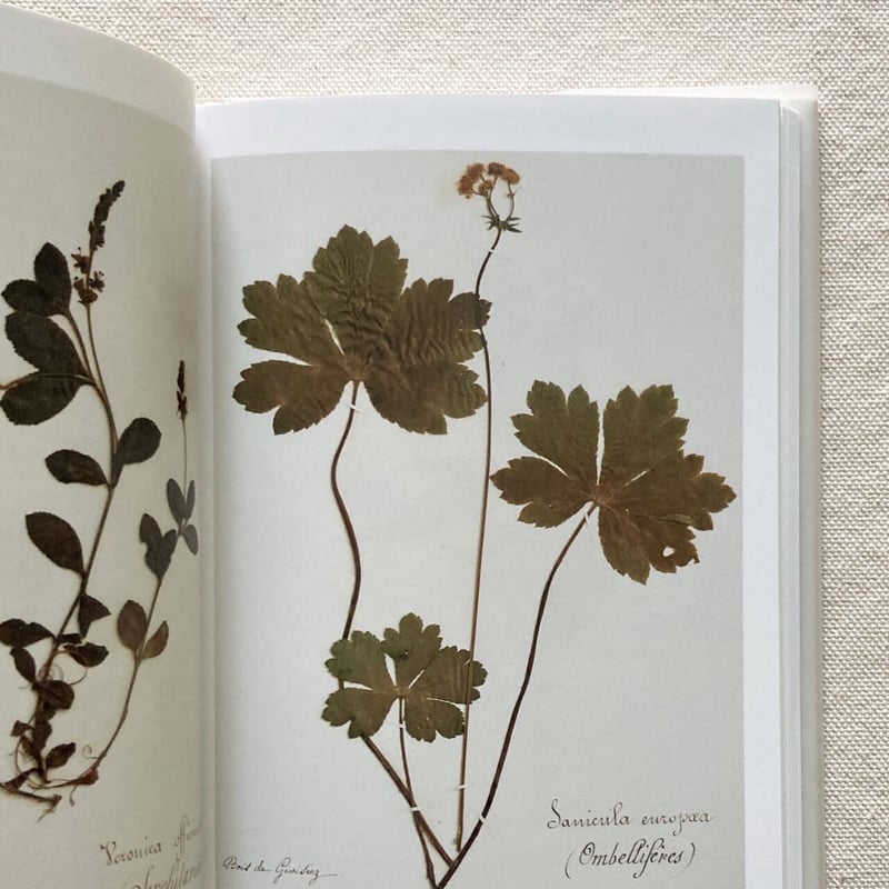 ポール・ヴァーゼン＋堀江敏幸｜ポールヴァーゼンの植物標本 | 曲線