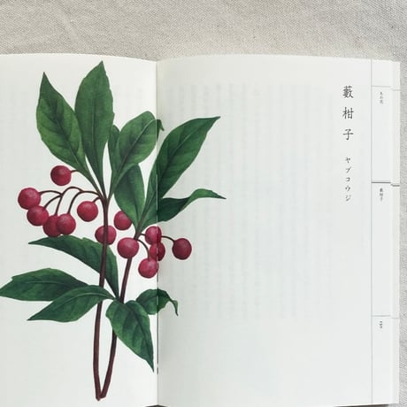 梨木香歩｜野山花花図譜