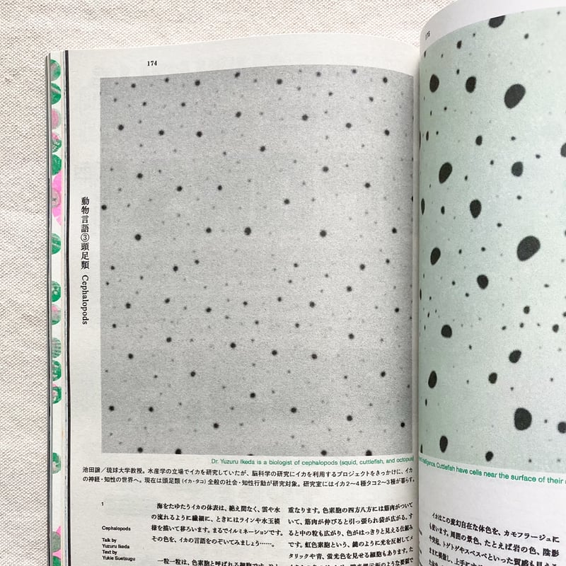 NEUTRAL COLORS 5 | 曲線