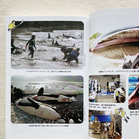 田島木綿子｜海獣学者、クジラを解剖する。