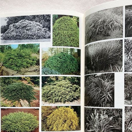 Anne Geene｜Book of Plants