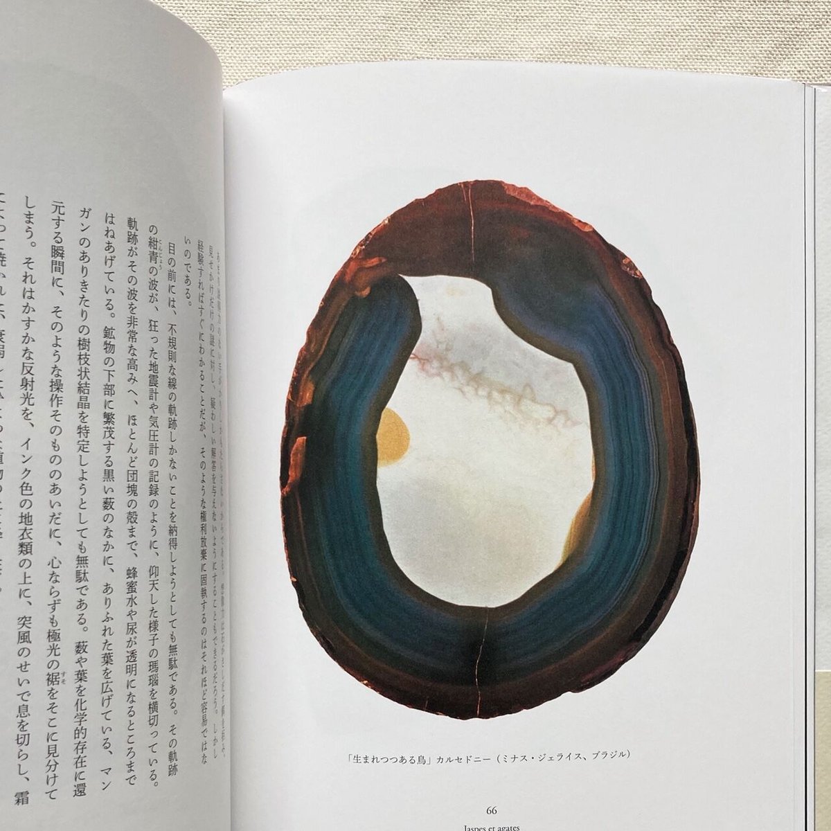 ロジェ・カイヨワ｜石が書く | 曲線