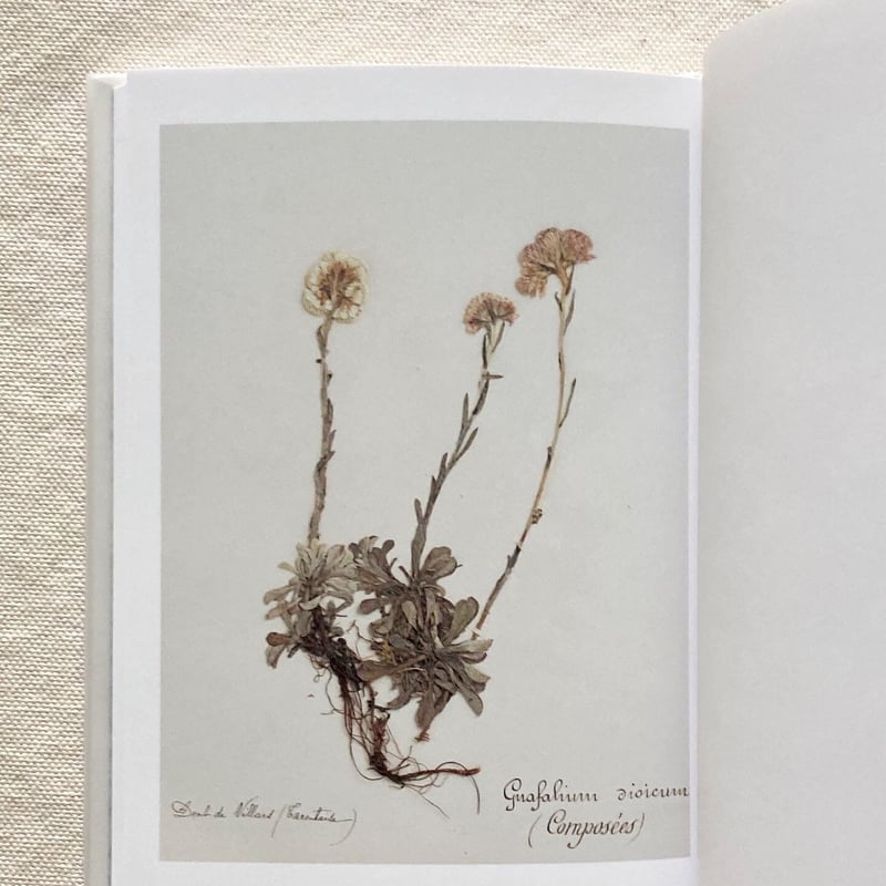 ポール・ヴァーゼン＋堀江敏幸｜ポールヴァーゼンの植物標本 | 曲線