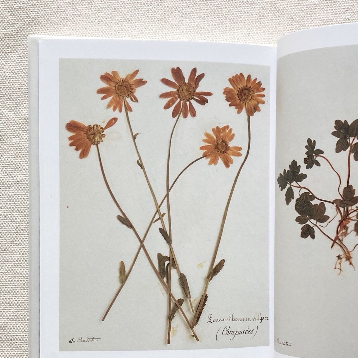 アンティーク　植物標本　高山植物　全57種 000000000923-01-l.jpg?t=