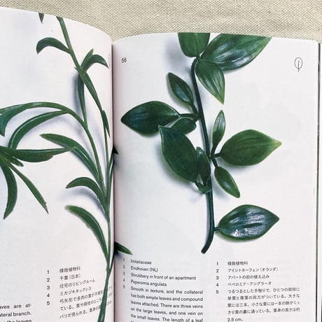 本多紗映｜Anthropophyta 人工植物門