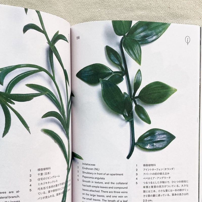 本多紗映|Anthropophyta 人工植物門 | 曲線 本多紗映|Anthropophyta 人工植物門 | 曲線