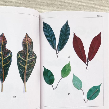 本多紗映｜Anthropophyta 人工植物門