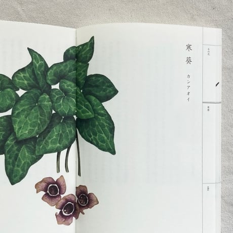 梨木香歩｜野山花花図譜