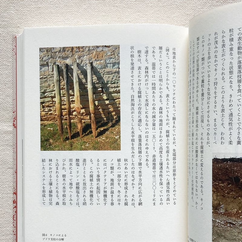 木 : Savoir & Faire 586389】木 : Savoir & Faire Tree & Wood (木