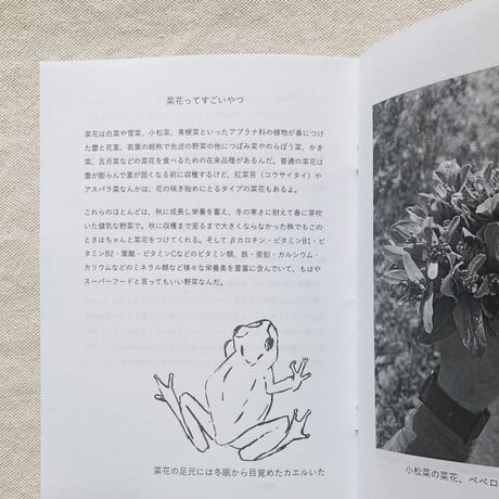 PUMPQUAKES ZINE 001 菜花