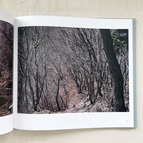 寺崎珠真｜Heliotropic Landscape