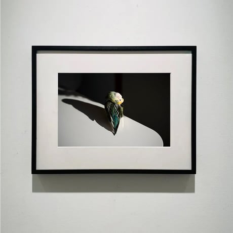 ジャングルポケット 写真集 永遠の雄叫び ジャングルポケット 写真集 永遠の雄叫び 永遠の雄叫び