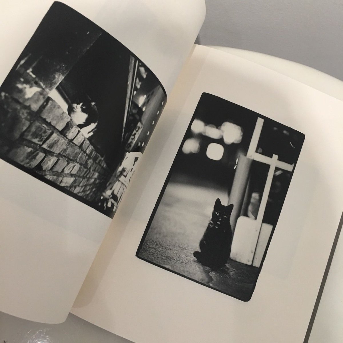 金森玲奈 写真集『街猫の肖像』新品 サイン入り | Jam Books