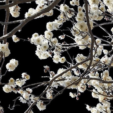 梅　切り抜きセット素材  - Plum trees  2u_05