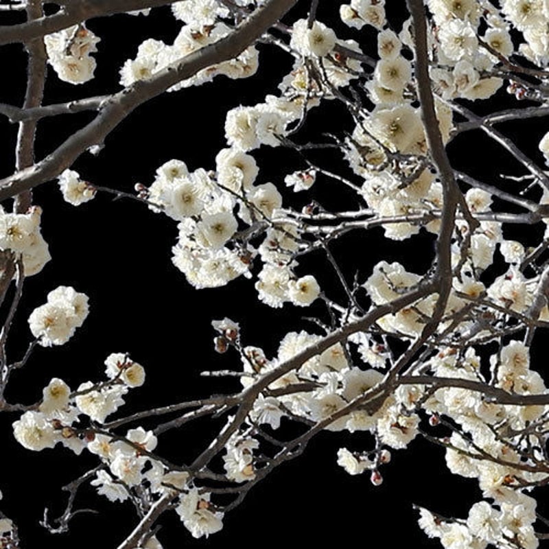 梅 切り抜きセット素材 - Plum trees 2u_05 | 樹木素材.com 梅 切り抜きセット素材 - Plum trees 2u_05 | 樹木素材.com