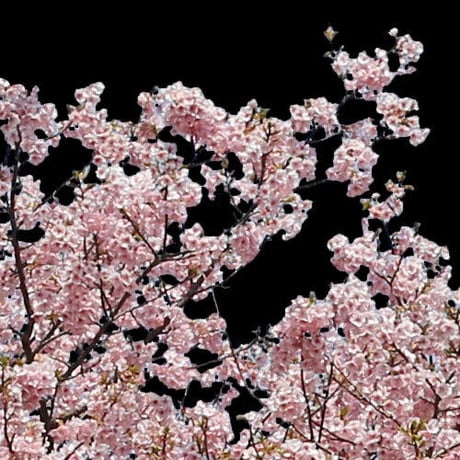 桜　切り抜き素材セット  - Cherry Blossoms   sa_020