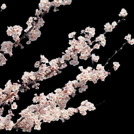 桜　切り抜き素材セット  - Cherry Blossoms   sa_013