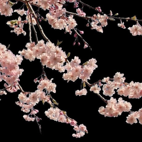 桜　切り抜き素材セット  - Cherry Blossoms   sa_004