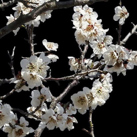 梅　切り抜きセット素材  - Plum trees  2u_04