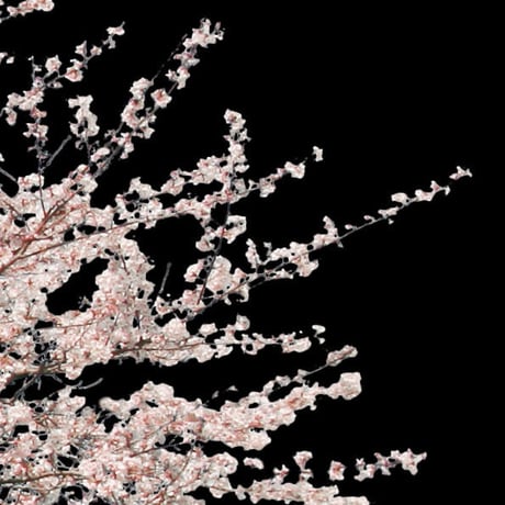 桜　切り抜き素材セット  - Cherry Blossoms   sa_007