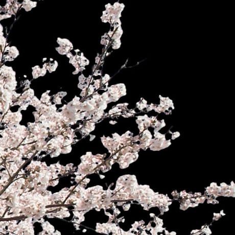 桜　切り抜き素材セット  - Cherry Blossoms   sa_007